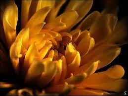 Golden Chrysanthemum By Grandma S Deviantart Com On Deviantart Chrysanthemum Flowers Beautiful Flowers