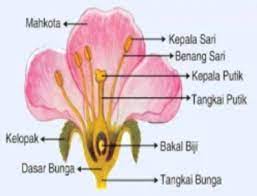Buku bahasa inggris kelas 8 revisi 2017. Swbqip Jrcv4cm