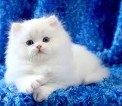 Savesave anak kucing comel for later. Apakah Ia Anak Kucing Yang Comel