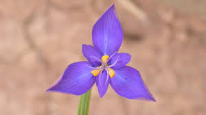 Image result for Iridaceae