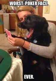 Can T Stop Laughing 12 Funny Dog Memes Funny Animals Funny Dogs Funny Animal Memes