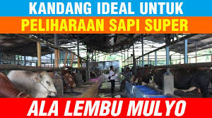 Penampakan dan postur sapi limosin memang berbeda dibanding sapi lokal asli indonesia lainnya. Kandang Peternakan Sapi Limosin Dan Sapi Simental Youtube