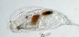 Image result for Erythrococca trichogyne