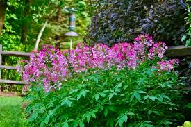 Image result for Cleome oxyphylla