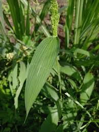 Image result for Setaria barbata