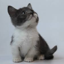 Munchkin Cats For Sale Munchkin Kittens For Sale Text 701 289 2119