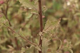 Image result for Pseudoconyza viscosa