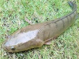 Shol Fish Modern Farming Methods Fish Farming Fish Fish Ponds