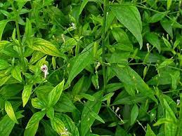 Daftar Tanaman Obat Lengkap Beserta Gambar Dan Khasiatnya Bibitbunga Com Tanaman Obat Tanaman Kebun Herbal