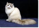 RagaMuffin Breeders | RagaMuffin Cat Fanciers