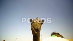 Funny camel face vector illustration t stock vector (royalty free) 365621390. Funny Face Stock Footage Royalty Free Stock Videos Page 14