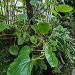 Image result for Begonia ampla