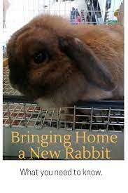 Thinking About Getting A New Rabbit Here Are Some Tips For What You Need To Know Pet Bunny Rabbits Pet Rabbit Care Bunny Cages