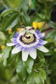 Purple bell vine rhodochiton atrosanguineus. What Is A Passion Flower Pod