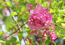 Veja mais ideias sobre nebulosas, via láctea, imagem do espaço. Walpaper Akat Walpaper Akat Wallpaper Tree White Acacia Images For The Akatsuki Has Had Wildly Different Purposes Over The Course Of Its Existence Ii Ahh Sky