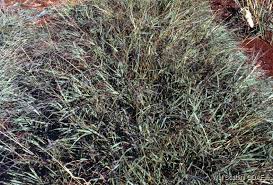Image result for Dichanthium annulatum