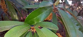 Image result for Englerophytum magalismontanum