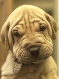 Download Animated 240x320 Little Dog Cell Phone Wallpaper Category Pets Animals Dog Animation Funny Animals Baby Dogs