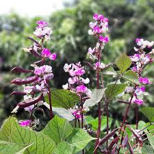 Image result for Lablab purpureus