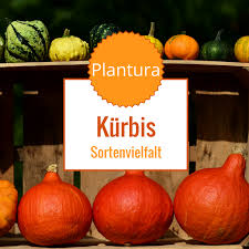 Kurbissorten Essbare Giftige Im Uberblick Plantura Essbare Kurbisse Kurbissorten Kurbis