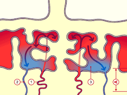 Placental Blood Circulation