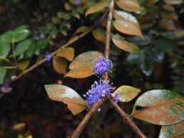 Image result for Memecylon