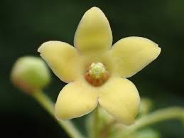 Image result for Vincetoxicum apiculatum