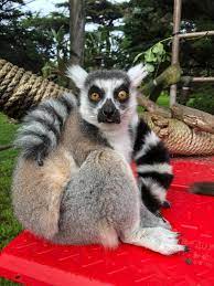 There S A Lemur 5 Year Old Helps Crack San Francisco Zoo Theft Case