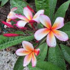 @dutchlady1 says, this almost evergreen variety (except in unusually cold winters) is fast becoming a favorite landscape plant in our area. The Top 25 Plumerias Garden Org