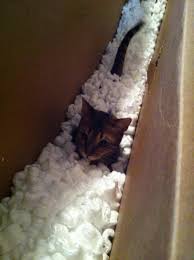 There are many classifications of cat food according to their: Cat Lounging In Box Of Packing Peanuts Cat Box Cats Meow Cats