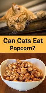 I didn't see it happen but intended to pick it up, got distracted by a phone call and then it was gone. Can Cats Eat Popcorn Nutrition Cat Nutrition Food