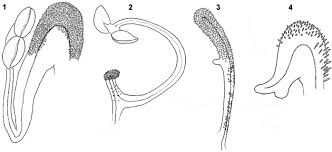 Image result for Hartliella