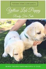 Get Your Labrador Puppies Today Labrador Puppy Labrador Puppies For Sale Labrador