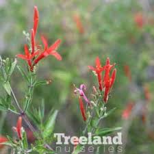 Image result for Anisacanthus