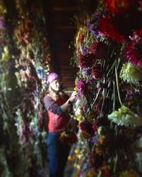 Check spelling or type a new query. Dried Flower Shop