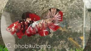 Pagesbusinesseslocal servicepet serviceikan cupang koi. Cupang Plakat Red Koi Copper Youtube