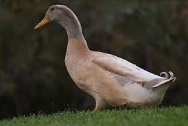 Small Brown Bird With White Ring Around Neck Etsy For Animals My Duck Keeping Days Duck Breeds Khaki Campbell Ducks Backyard Ducks