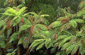 Fern Ecology Britannica