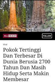 Pokok hutan tropika tertinggi dunia ditemui di sabah 2021, mungkin. Selva The Voice Selvathevoice Pokok Tertinggi Dan Terbesar Di Dunia Berusia 2700 Tahun Dan Masih Hidup Serta Makin Membesar Salah Satu Dari Pokok Pokok Yang Paling Tinggi Di Dunia Dari Jenis Giant