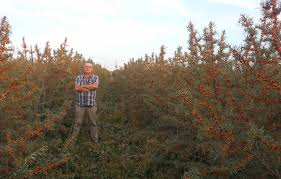 Exista insa si cazuri in care. Cum A Reusit Un Cultivator De Catina Sa Aiba O Productie Record De Peste 9 Tone La Hectar Ai Nevoie De Foarte Multa Pasiune Stiriagricole Ro