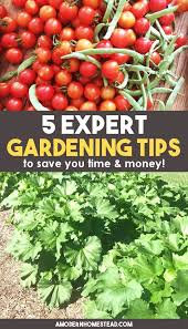 5 Expert Gardening Tips To Save Time And Money Vegetables Gardening Tips Organic Recipes Healthy