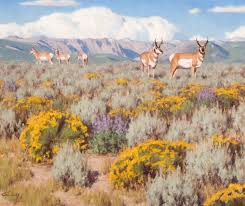 Original paintings are available primarily through select galleries and museum exhibits. Tucker Smith S Celebration Of Nature Art Exhibition Jackson Hole Wyoming
