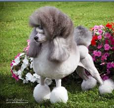 Black And White Toy Poodle Alegria Poodles White Toy Poodle Toy Poodle Poodle