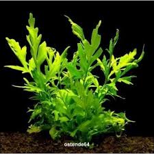 Image result for Ceratopteris thalictroides