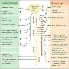 The Nervous And Endocrine Systems Psychology