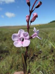 Image result for Gerardiina angolensis