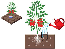 Just be sure to use drip irrigation at the roots, not overhead. How To Save Water In Your Vegetable Garden 17 Handy Tips Home Garden Vegetables