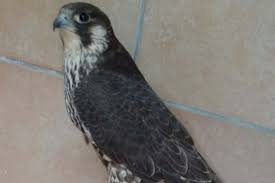 M3GAN 2.0 review - unstoppable allure