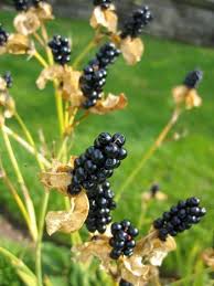 Blackberry Lily Seeds In My Garden Collect These Seeds To Replant Next Spring Can Be Dried And Used In Fl Fall Garden Vegetables Lily Seeds Autumn Garden