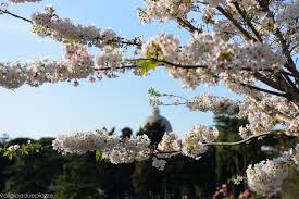 Il ciliegio giapponese è una pianta ornamentale originaria dell'asia, dai bellissimi fiori e dalla in giappone questo albero di ciliegio è chiamato sakura ed è uno dei più importanti simboli giapponesi. Sakura Ciliegi Giapponesi In Fiore A Roma